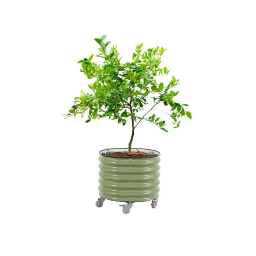 Pot Tanaman Pohon Jeruk Model  - Self-Watering Planter ulasan dan harga